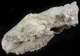 Oreodont (Merycoidodon) Partial Skull - Wyoming #27578-4
